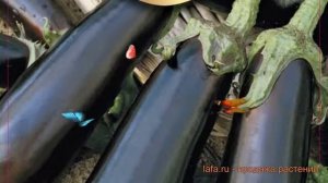 Баклажан обыкновенный Фрегат ? баклажан Фрегат обзор: как сажать семена баклажана Фрегат