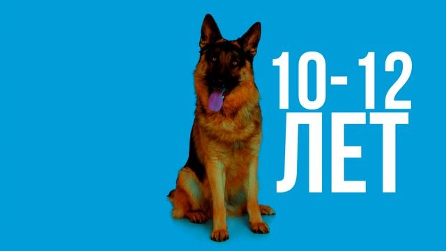 СКОЛЬКО ЖИВУТ: КОШКИ, СОБАКИ И ДРУГИЕ ЖИВОТНЫЕ смотреть онлайн