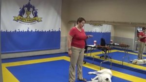 Собака не остается дома одна. Что делать?