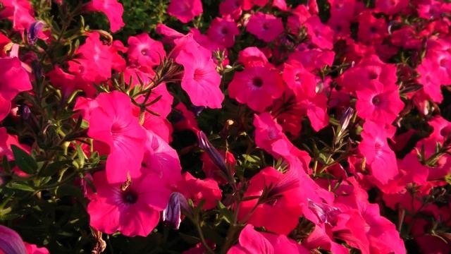 Hot pink Geranium Petunia | Beautiful & Relaxing view | Nature lover смотреть онлайн
