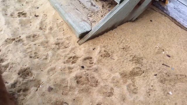 Fergal the Irish Terrier meets Mr Rat смотреть онлайн