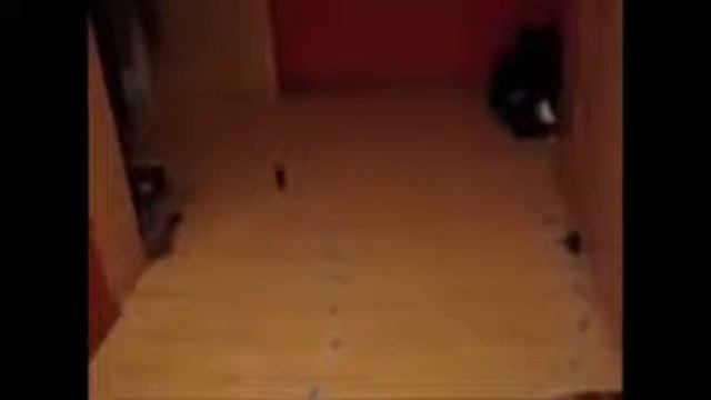 Гоночные коты смотреть онлайн