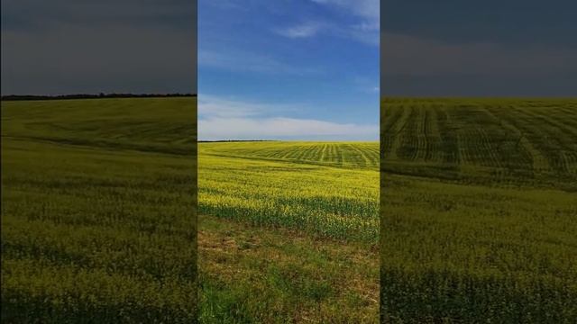 На полях вдоль дороги Иркутск Красноярск, посажен горчичник (рапс) смотреть онлайн