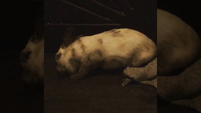 Кролик ложится спать смотреть онлайн