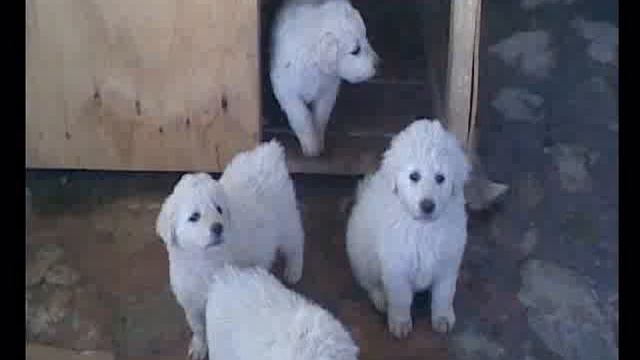 Kuvasz Puppies 1 смотреть онлайн