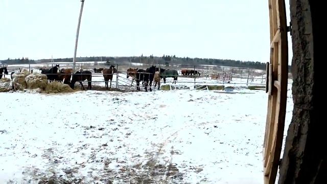 Обзор новой конюшни и Новогодний благотворительный поход смотреть онлайн