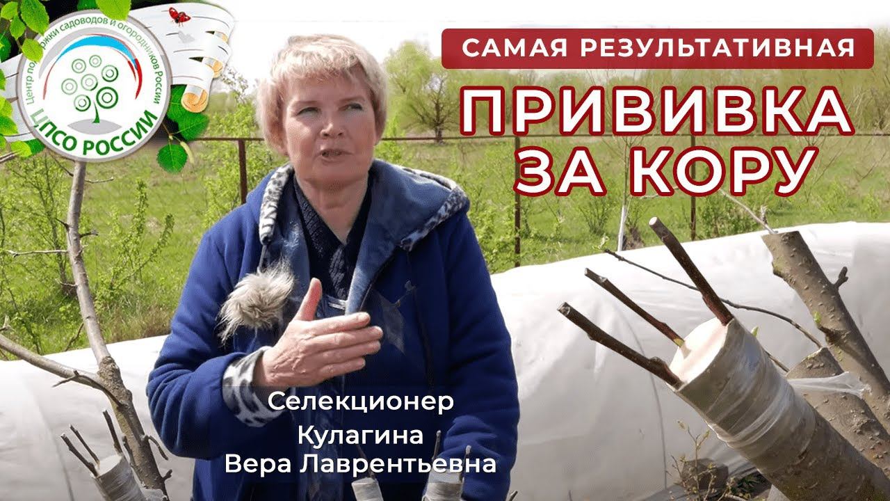 Самый простой способ прививки деревьев. Прививка за кору. смотреть онлайн