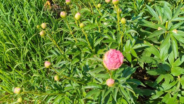 It's Peak Peony Season! June 1, 2023 смотреть онлайн