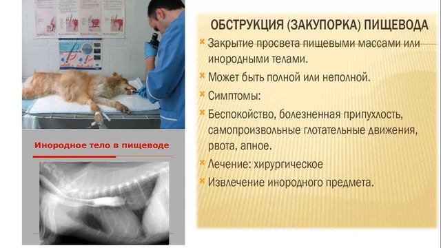 Нурмагамбетова Р А Собаководство Незаразные болезни собак смотреть онлайн
