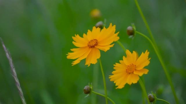 Весенние цветы, фоновая музыка, relaxing music, "На глубине". смотреть онлайн