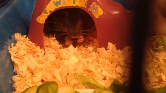 Что же делают крысы когда попадают в чистую клетку??? смотреть онлайн