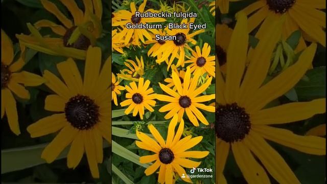 Rudbeckia fulgida смотреть онлайн