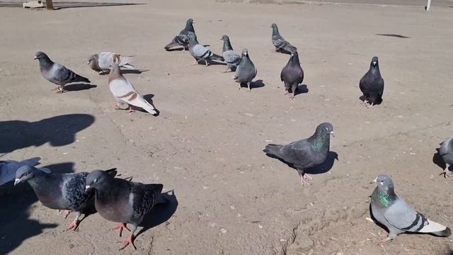 Папина помощница. Кира и папа устанавливают кормушку для птиц смотреть онлайн