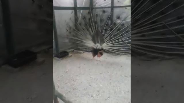 Павлин распустил хвост!!!!!!! смотреть онлайн