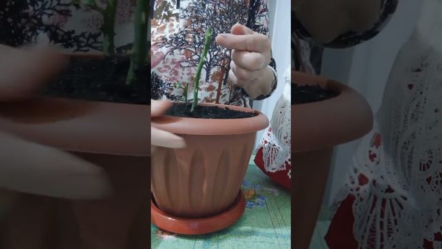 Вот такие события.Голод породил куклу. смотреть онлайн