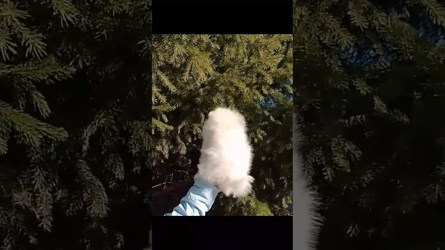 #белые шпицы# девочка Мега пушистая # смотреть онлайн