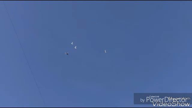 БОЙНЫЕ ГОЛУБИ.\ ГОЛУБИ НА БАЛКОНЕ. смотреть онлайн