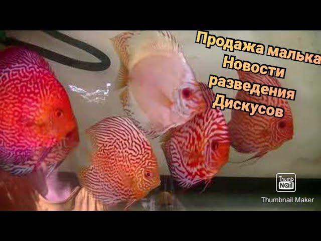 Дискусы на продажу и другие новости разводни #aquarium #discus #аквариумныерыбки #разводня #аквариум смотреть онлайн