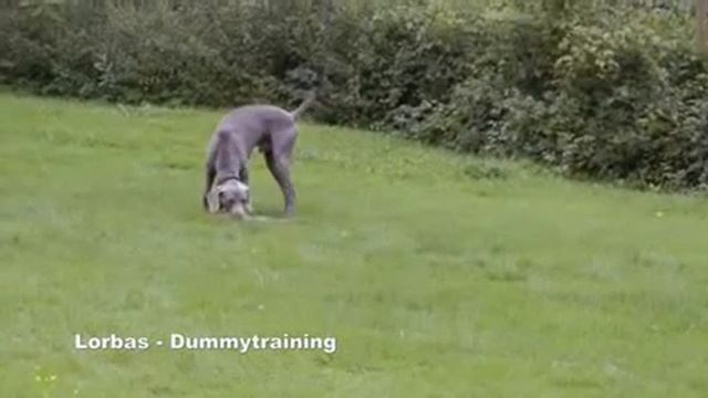 Lorbas in der Hundeschule смотреть онлайн