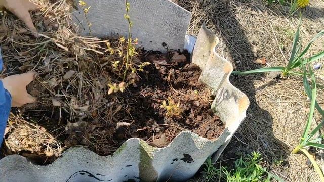 Посадка лохини.Сорта Блюкроп та Патріот.Частина 2. смотреть онлайн