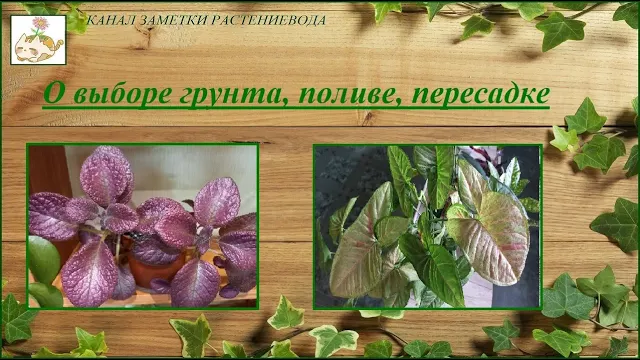 Грибной комарик как избавиться легко и быстро. О грунте, поливе, пересадке, мой опыт смотреть онлайн