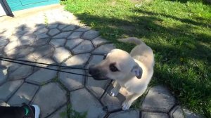 Старые игрушки на чердаке | Игры с пушистиком Кексом и Ярославой | Tiki Taki Kids