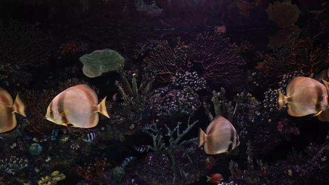 AQUARIUM 4K Coral Reef 4K Aquarium NO MUSIC And NO ADS - 12 Hours | Aquarium Sounds For Sleeping
