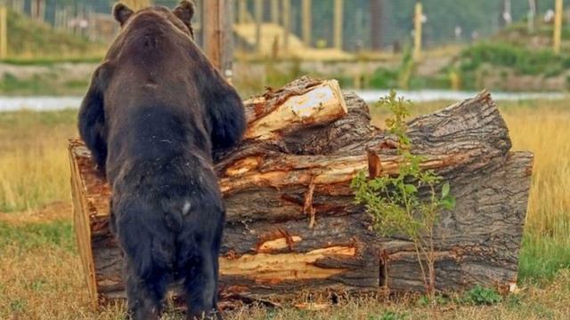 17 лет медведь провёл в заточении , и впервые увидел свет и мягкую землю! смотреть онлайн