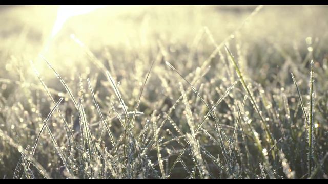 where do my bluebird fly - the tallest man on earth || cover смотреть онлайн