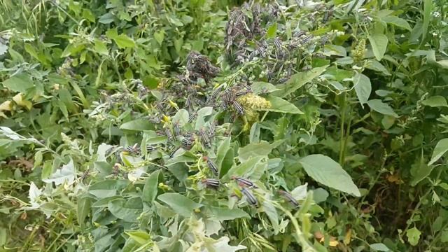 вещий сон смотреть онлайн