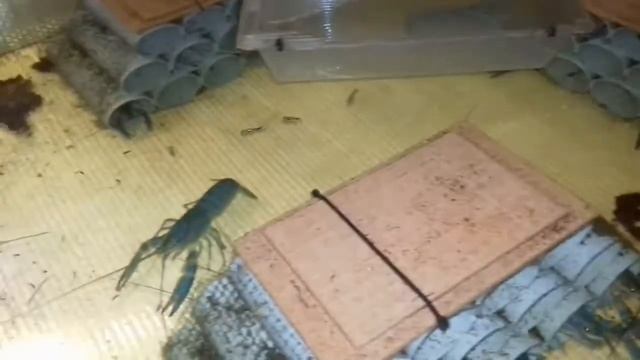 АККР, Две самки австралийского рака скинули малька, заживают опалины у раков смотреть онлайн