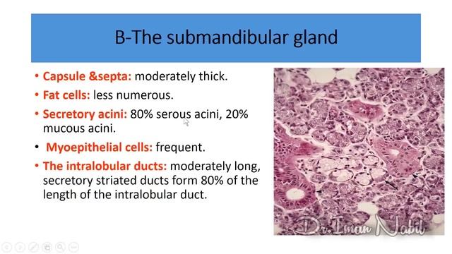 2b-Histology of the main salivary glands-GIT смотреть онлайн