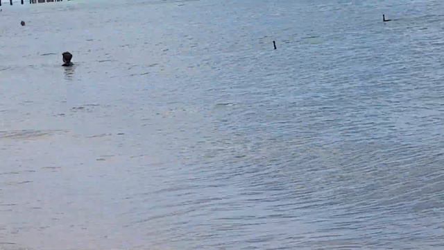 Много птиц в океане смотреть онлайн