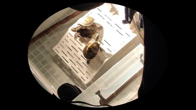The funniest terrapins! #turtle #turtles смотреть онлайн