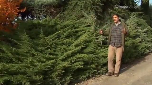 Tipos de enebros o juniperus - Decogarden смотреть онлайн