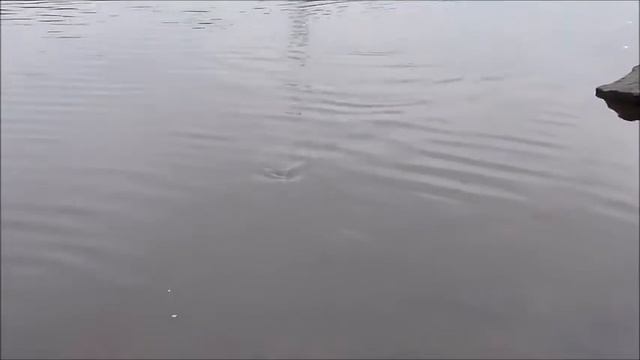 Jerkbaits Palych Custom тесты, техника проводки джеркбейтов. Часть 1