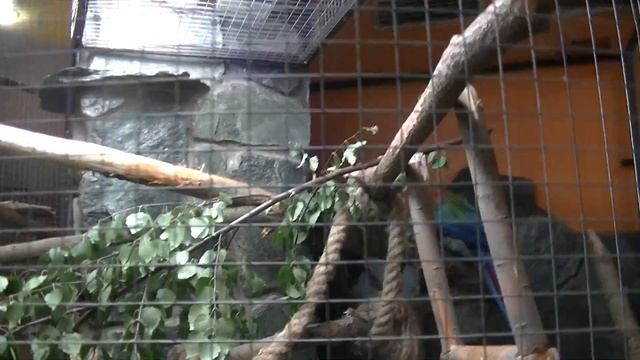 Ижевский Зоопарк!Полная версия! смотреть онлайн