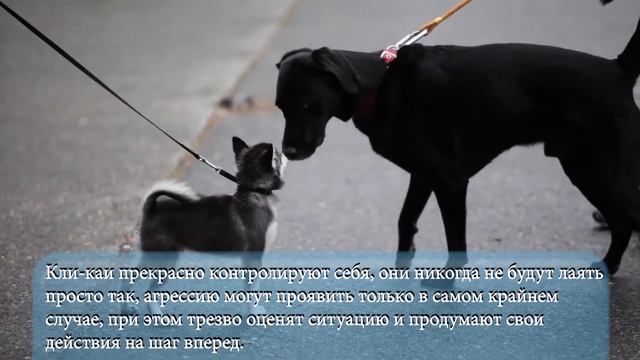 Аляскинский кли-кай смотреть онлайн