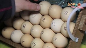 Совместная инкубация куриных и перепелиных яиц