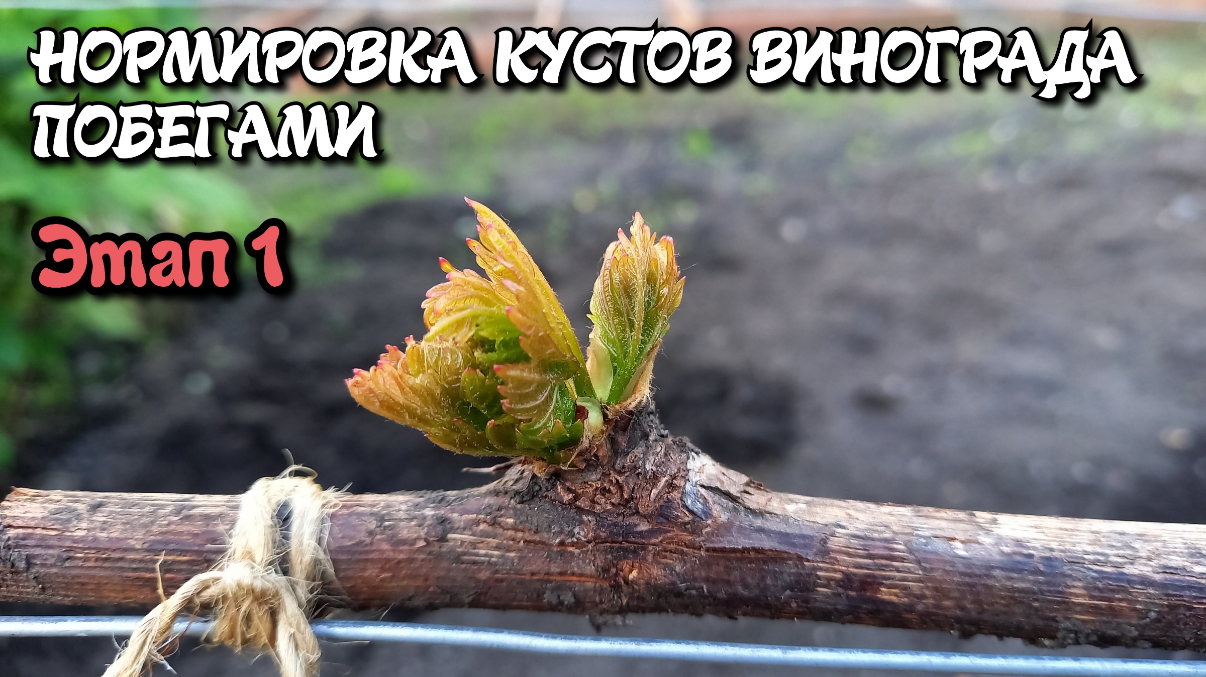 Нормировка кустов винограда побегами. Этап 1. смотреть онлайн