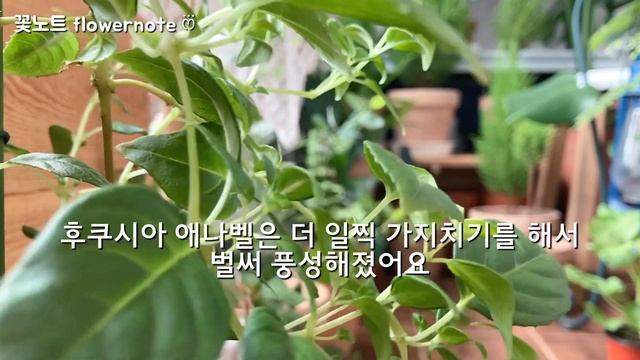 SUB)9월 가을 베란다정원 식물배치하기/셀프 페인팅 도전/플랜테리어/ Veranda garden interior/Plant interior смотреть онлайн