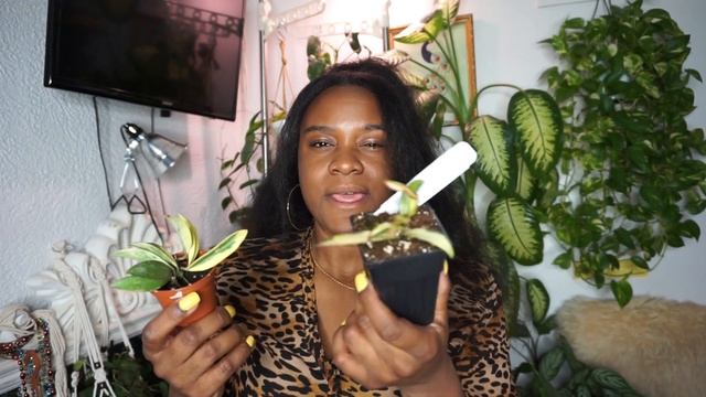 I Ordered Plants But BUGS Arrived | Scindapsus Moonlight & Varigated Wayettii Unboxing Haul