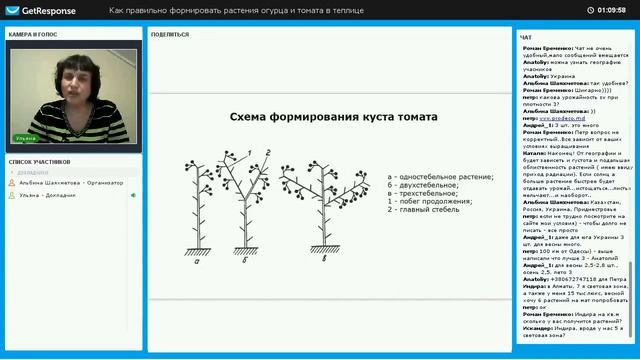 Типы развития томатов смотреть онлайн