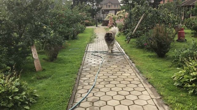 Кавказская овчарка Кузьма Прогулка по саду #Кавказскаяовчарка #Кузьма #Деревня смотреть онлайн