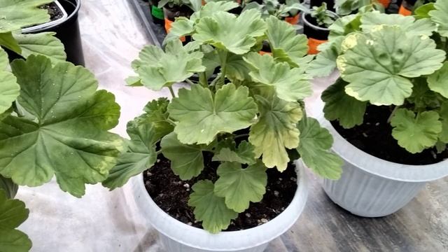 #102.Проблемные сорта пеларгонии в моей коллекции и сорта рекордсмены! смотреть онлайн