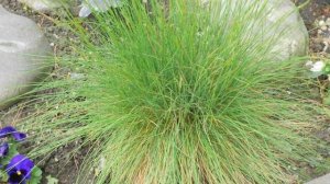 Овсяница: уход и выращивание в открытом грунте, виды и интересные факты