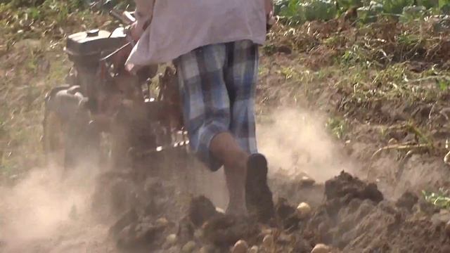 Копаем картошку Мотоблок Агро!