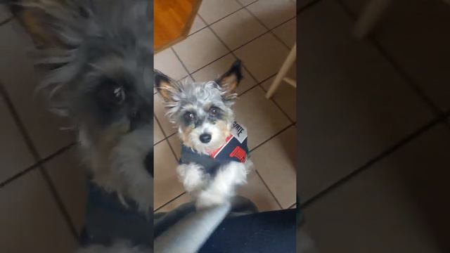 handsome pup dancing🐶#DogDancin -jedthedog смотреть онлайн