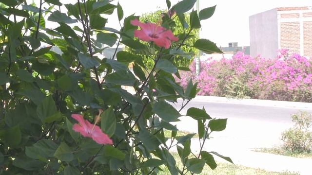 Canon 60D vs Canon Vixia HF G10 смотреть онлайн