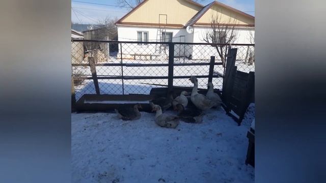 Гуси порода Линда..Взвешивание, преимущества и недостатки. смотреть онлайн